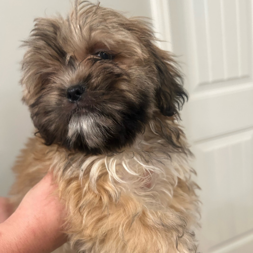 Shih Tzu (Female), 9 months old