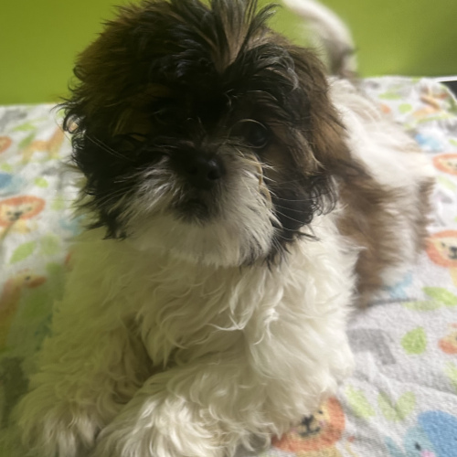 Shih Tzu (Male), 4 months old
