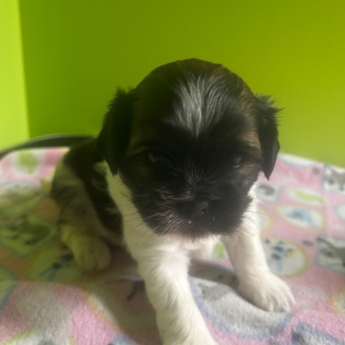 Shih Tzu (Male), 5 weeks old
