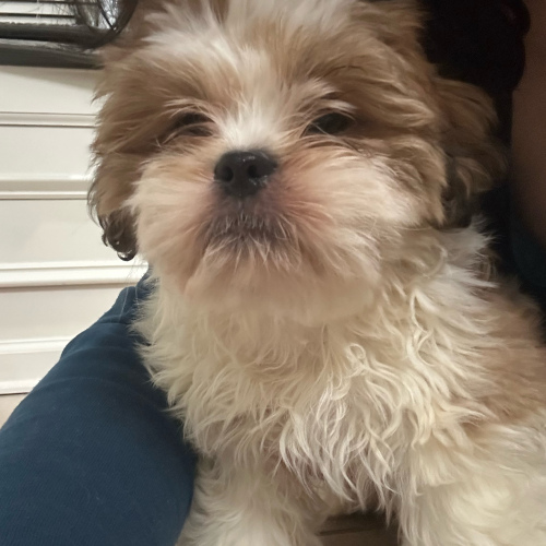 Shih Tzu (Male), 9 months old