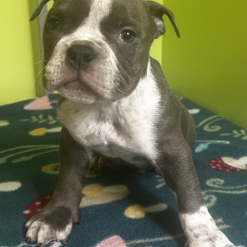 American Bully (2 Male & 1 Female), 3 months old
