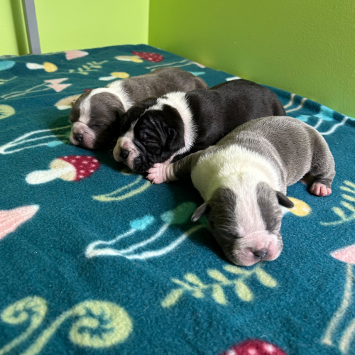American Bully (2 Male & 1 Female), 2 weeks old