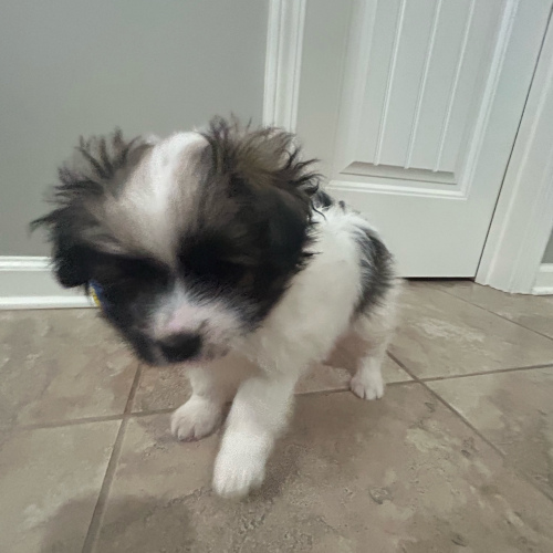 Pomeranian (Female), 8 months old
