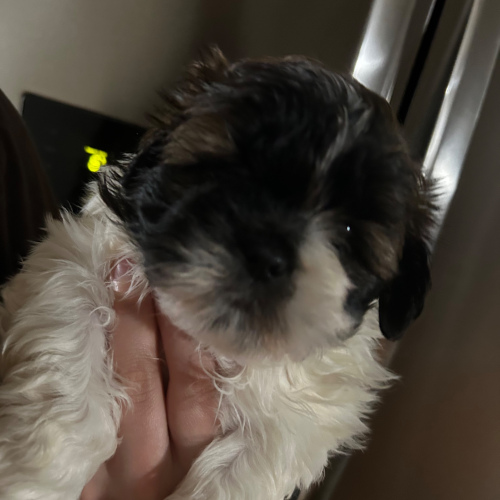 Shih Tzu (Male), 6 weeks old