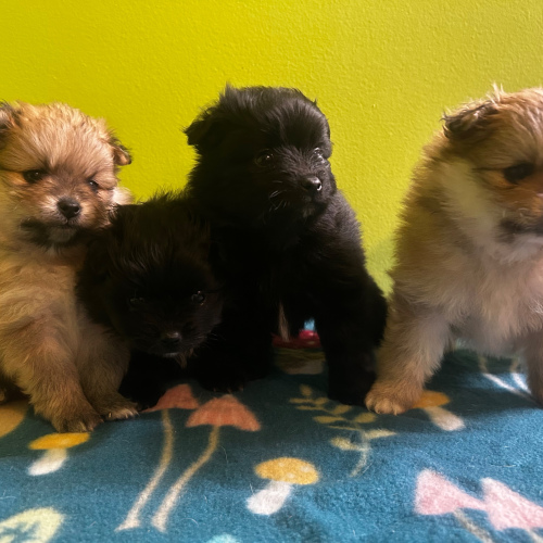 Pomeranian (3 Female & 1 Male), 6 weeks old