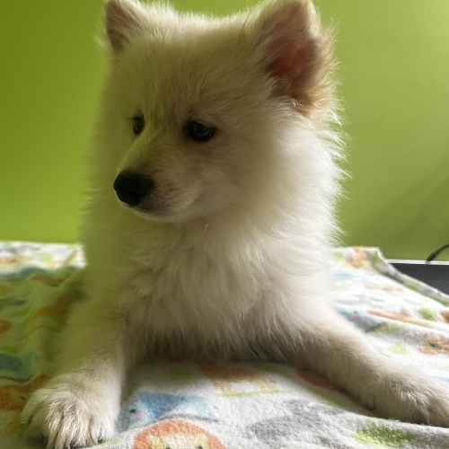 Pomeranian (3 Male & 2 Female), 4 months old