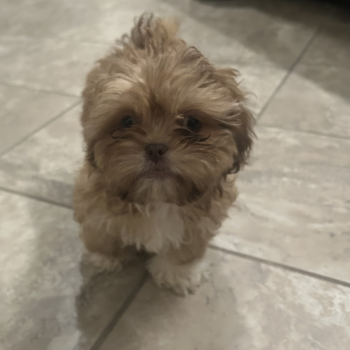 Shih Tzu (Female), 9 months old