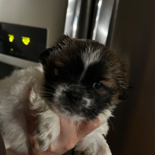 Shih Tzu (Female), 6 weeks old