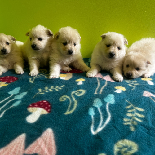 Pomeranian (3 Male & 2 Female), 5 weeks old
